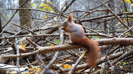 Wild fluffy squirrel sitting at wooden branch gnawing nuts at forest. Cute brown rodent eating found...