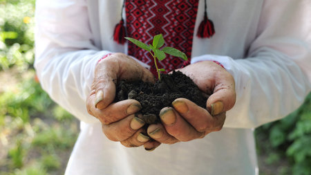 Adult male hands of farmer in vyshyvanka holding small green sprout at summer garden. This scene...