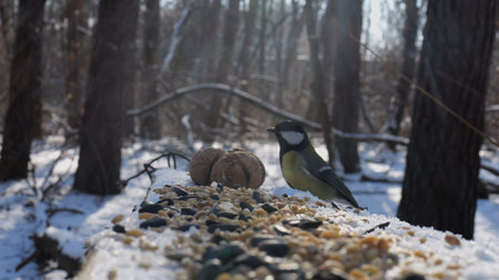 Cute tit bird pecking food from open feeding trough at snowy forest. Beautiful tomtit eating meal...