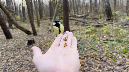 Beautiful tomtit pecking food from a male hand at autumn forest. Small titmouse eating meal from arm of young man outdoor. Guy feeding cute tit bird to walnuts in woodland. POVの写真素材