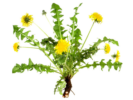 Dandelion Flower with Root on white Backgroundの写真素材