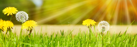 Park Panorama - Dandelion Meadowの写真素材