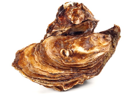 Fine de Claire Oyster on white Backgroundの写真素材