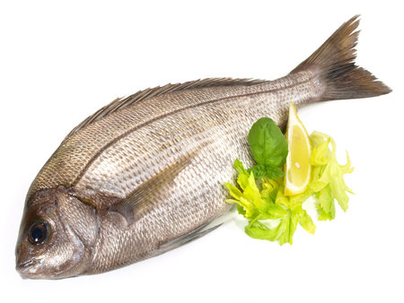 Grey Gilthead Seabream on white Background