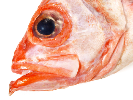 Fish Head - Rosefishの写真素材
