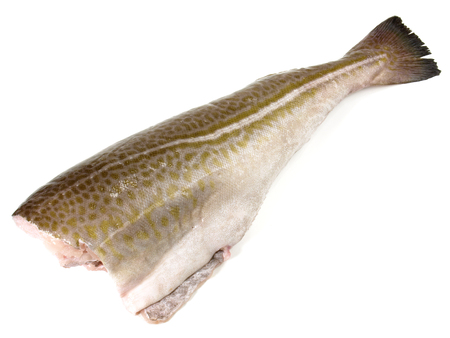 Cod Fish on white Backgroundの写真素材