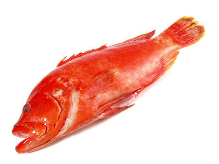 Fish - Strawberry Grouper, Coral Hind on white Background