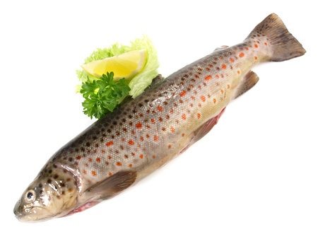 Fresh Fish - Rainbow Trout on white Backgroundの写真素材