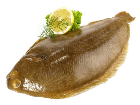 Sole - Flatfish on white Background