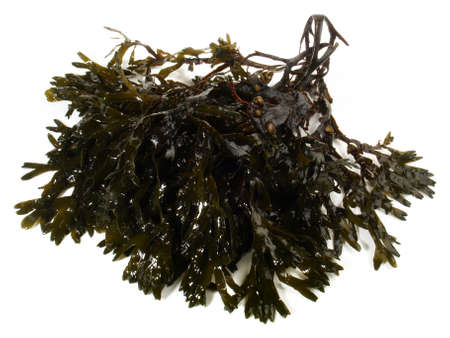 Fresh seaweed on white backgroundの写真素材