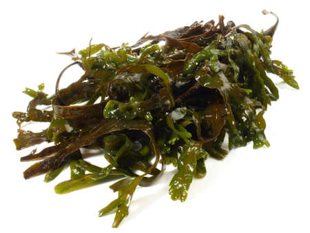Fresh seaweed on white backgroundの写真素材