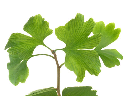 Ginkgo biloba on white background