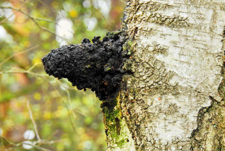 Chaga Mushroom - Healthy Nutrition on a Treeの写真素材