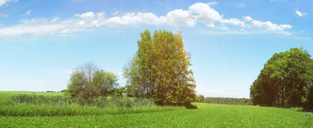 Meadow Panorama in Summertimeの写真素材