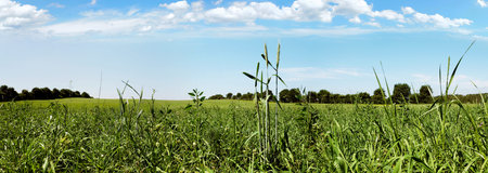 Meadow Panorama in Summertime