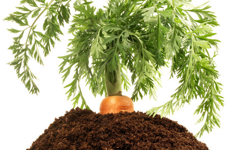Fresh Carrot in Soil on white background - Isolatedの写真素材