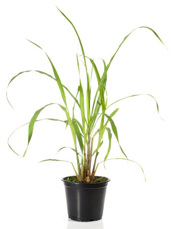 Lemon Grass in a Flowerpot on White Background - Isolatedの写真素材