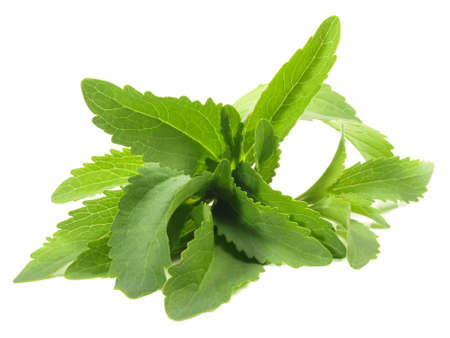 Stevia Leaves on white background - Isolatedの写真素材