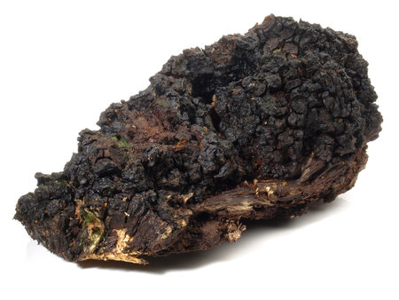 Chaga Mushroom Isolated on White Background