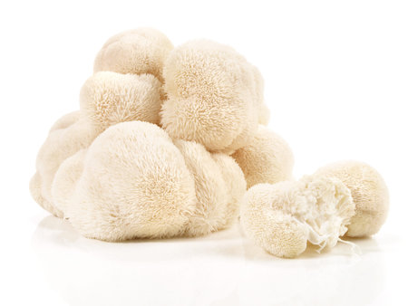 Fresh Hericium Mushroom Isolated on White Backgroundの写真素材