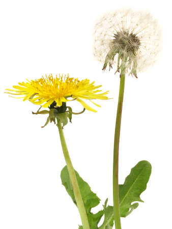 Dandelion Flower Isolated on White Backgroundの写真素材