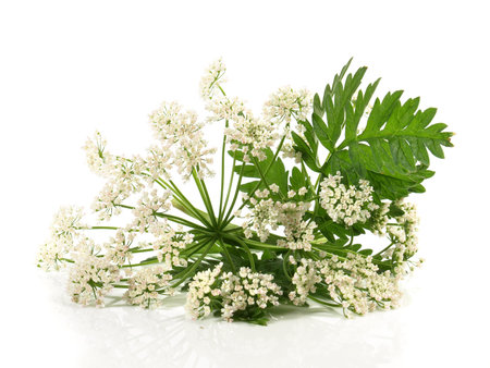 Yarrow Plant Blossom with Leaves - Achillea millefoliumow isolated on white background.