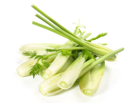 Young Fennel on white background - Isolatedの写真素材