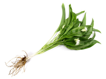 Wild Garlic with Roots on white background