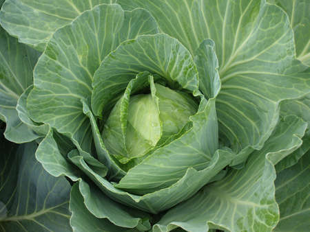 White Cabbage Plant - Fieldの写真素材