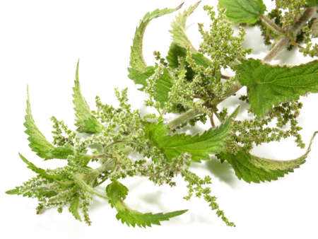 Stinging Nettle Blossom on white Background - Isolatedの写真素材