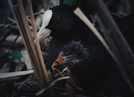 Eurasian cootの写真素材