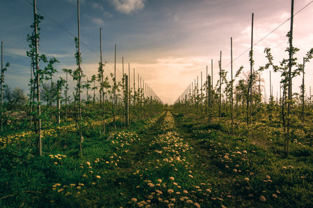 Young apple trees in orchard