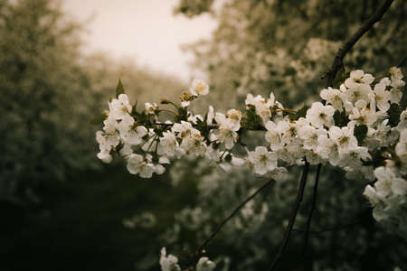 Blooming cherry trees in polish orchardの写真素材