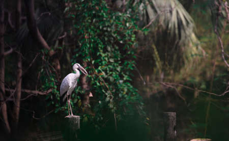 Asian Openbillの写真素材