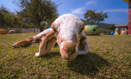 Baby Sheepの写真素材