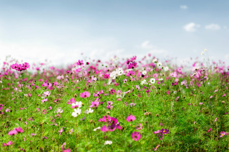 flower in the meadow