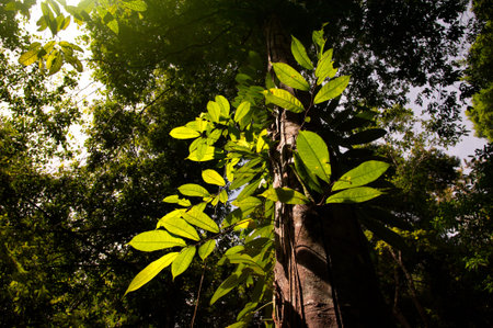 Sunlight filters through the leaves