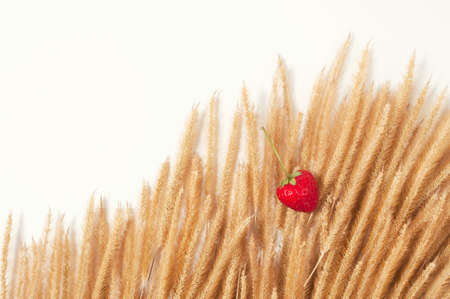 strawberry on flower grass isolatedの写真素材