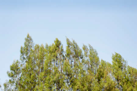 tree and sky clear backgroundの写真素材