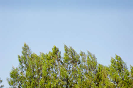 tree and sky clear backgroundの写真素材
