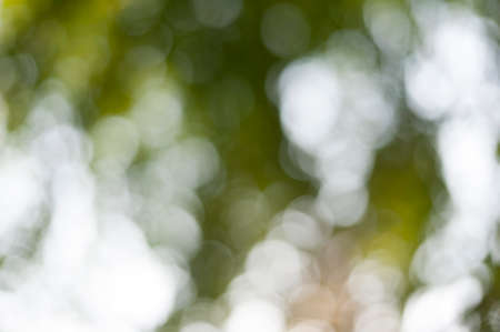 green Bokeh abstract background, de-focusedの写真素材