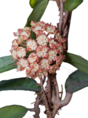 Hoya finlaysonii blooming globe formの写真素材