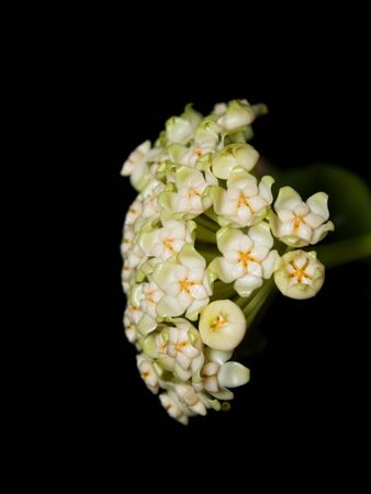 Beautiful hoya pachyclada blooming on black backgroundの写真素材
