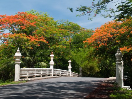 Royal Poinciana or Flamboyant (Delonix regia)  front of small bridge, Buddhamonthon, Nakhon Pathom, Thailandの写真素材