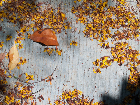 Dry foliage and dry flower on concrete surface