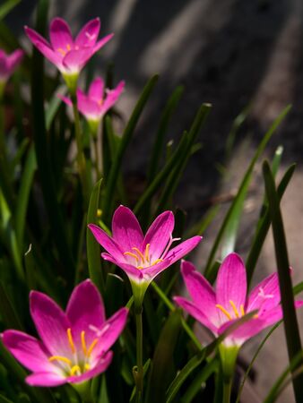 Rain Lily (Fairy Lily, Zephyranthes rosea) blooming in rainy seasonの写真素材