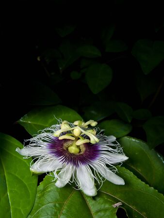 Flower of Passiflora edulis blooming with foliageの写真素材