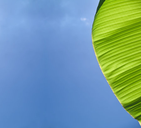 Beautiful banana leafs with texture detail in blue skyの写真素材