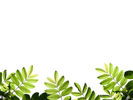 Beautiful green leafs with texture detail isolate on white background