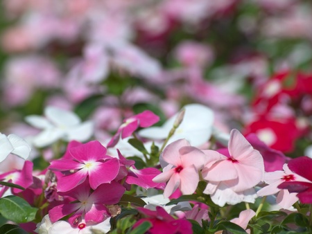 The field of periwinkle flower colorful and beautifulの写真素材